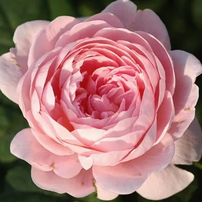 Саженцы роз КУИН ОФ СУИДЕН английская  Саженцы роз КУИН ОФ СУИДЕН английская в Якутске