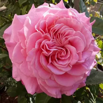 Саженцы роз ЭШЛИ чайно-гибридная — описание сорта Саженцы роз ЭШЛИ чайно-гибридная в Якутске