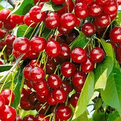 Вишня БРУСНИЦЫНА степная в Якутске