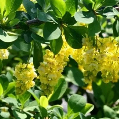 Барбарис ИНДИАН САММЕР  в Якутске