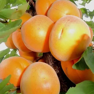 Абрикос ДЕСЕРТНЫЙ в Якутске