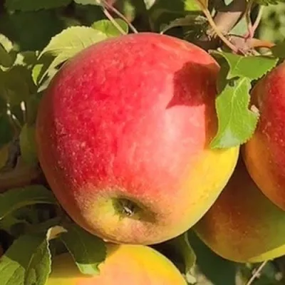 Яблоня САКАВИТА  Яблоня САКАВИТА в Якутске