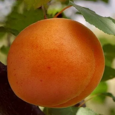 Абрикос ОЛИМП в Якутске