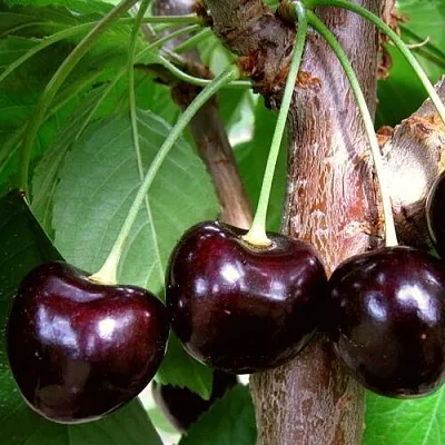 Черешня ДОНЕЦКИЙ УГОЛЁК  Черешня ДОНЕЦКИЙ УГОЛЁК в Якутске