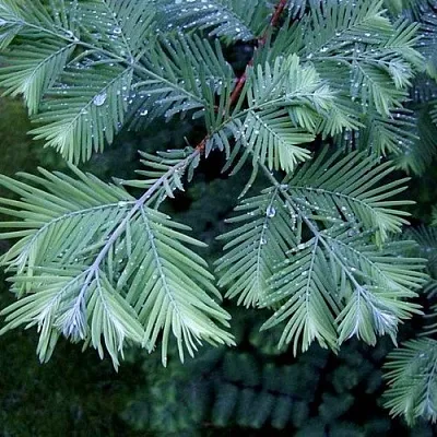 Метасеквойя в Якутске