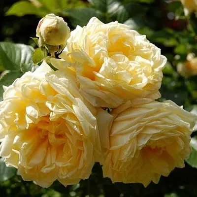 Саженцы роз НАДЯ МЕЙДИЛАНД почвопокровная  Саженцы роз НАДЯ МЕЙДИЛАНД почвопокровная в Якутске