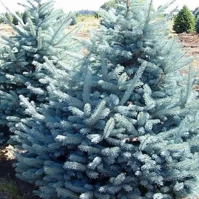 Ель ГЛАУКА колючая в Якутске
