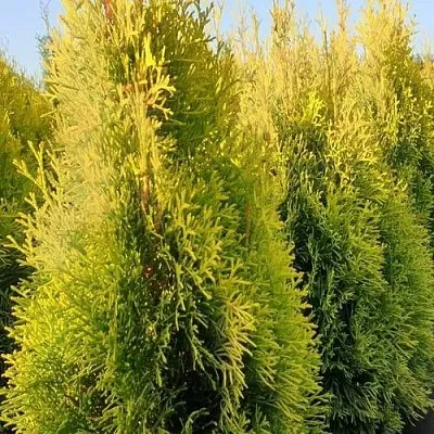 Туя ГОЛДЕН СМАРАГД западная  Туя ГОЛДЕН СМАРАГД западная в Якутске