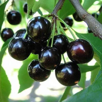 Вишня РОССОШАНСКАЯ ЧЕРНАЯ в Якутске