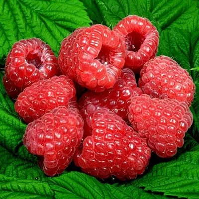 Саженцы малины оптом Саженцы малины оптом в Якутске