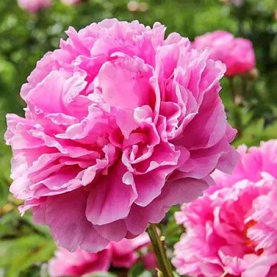 Пион АЛЕКСАНДР ФЛЕМИНГ травянистый  Пион АЛЕКСАНДР ФЛЕМИНГ травянистый в Якутске