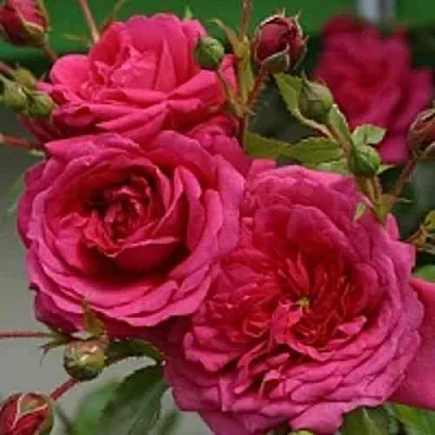 Саженцы роз ЛАГУНА плетистая  Саженцы роз ЛАГУНА плетистая в Якутске