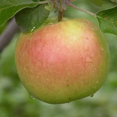 Яблоня БРЯНСКОЕ ЗОЛОТИСТОЕ  Яблоня БРЯНСКОЕ ЗОЛОТИСТОЕ в Якутске