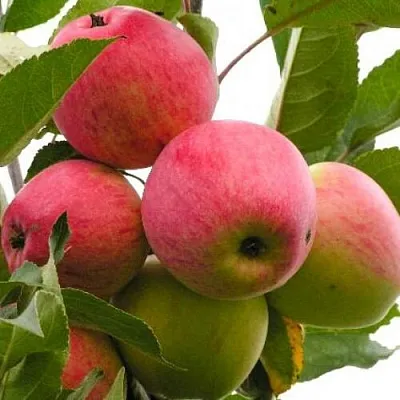 Яблоня МЕЧТА  Яблоня МЕЧТА в Якутске