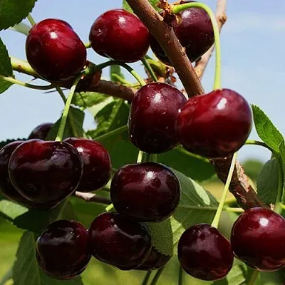 Вишня РОВЕСНИЦА в Якутске