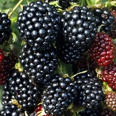 Ежевика ЭВЕРГРИН бесшипная в Якутске