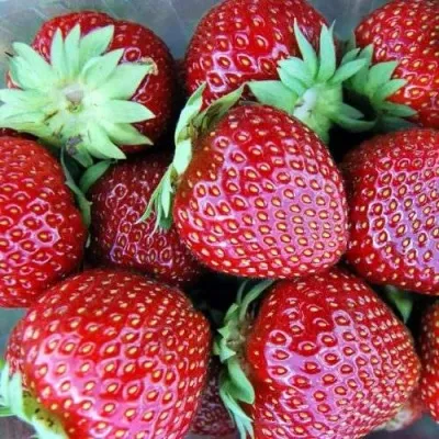 Клубника МАЛЬВИНА — описание сорта Клубника МАЛЬВИНА в Якутске