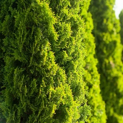 Туя в Якутске