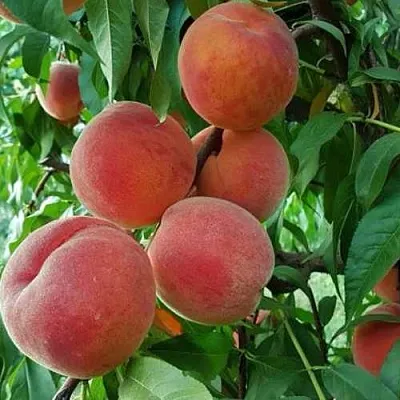 Персик САНКРЕСТ в Якутске