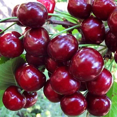 Вишня ЖУКОВСКАЯ в Якутске