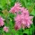 Аквилегия БАРЛОУ ПИНК гибрид МакКаны — описание сорта Аквилегия БАРЛОУ ПИНК гибрид МакКаны в Якутске