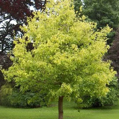 Клен ясенелистный в Якутске