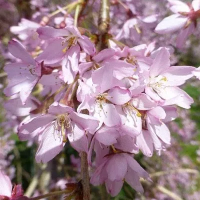Сакура ПЕНДУЛА РУБРА в Якутске