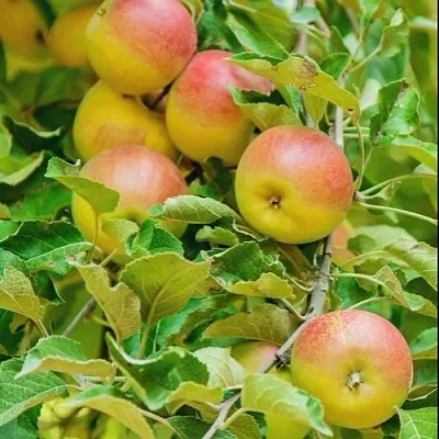 Яблоня ПАМЯТЬ БЛЫНСКОГО колонновидная  Яблоня ПАМЯТЬ БЛЫНСКОГО колонновидная в Якутске