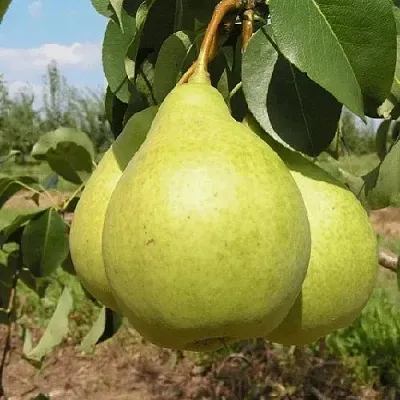 Груша Медовая Колонновидная в Якутске