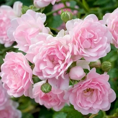 Саженцы роз ЗЕ ФЕЙРИ почвопокровная  Саженцы роз ЗЕ ФЕЙРИ почвопокровная в Якутске