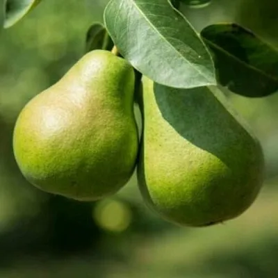 Груша Г-1 колонновидная в Якутске