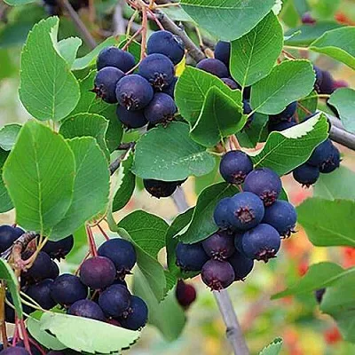 Ирга THIESSEN  Ирга THIESSEN в Якутске