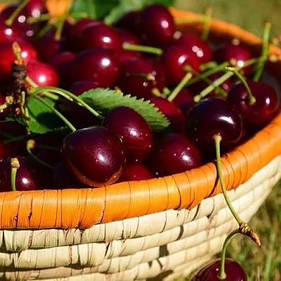 Вишня НЕСВИЖСКАЯ в Якутске