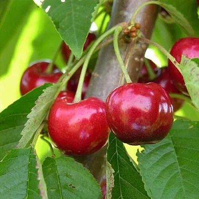 Черешня 15-26-5  Черешня 15-26-5 в Якутске