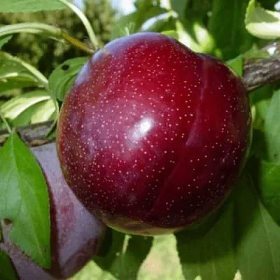 ШАРАФУГА  ШАРАФУГА в Якутске