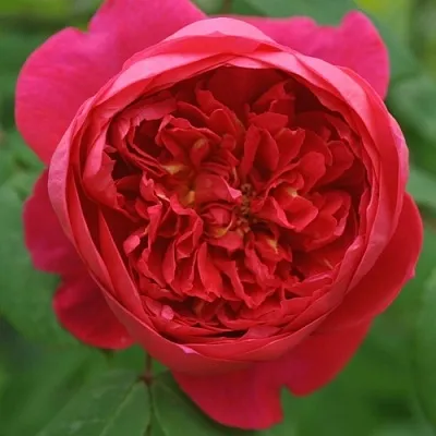 Саженцы роз БЕНДЖАМИН БРИТТЕН шраб  Саженцы роз БЕНДЖАМИН БРИТТЕН шраб в Якутске