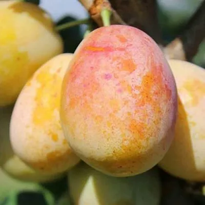 АПРИМИРА  АПРИМИРА в Якутске