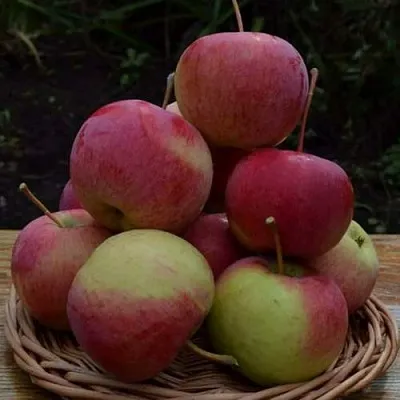 Яблоня РОДНИКОВАЯ  Яблоня РОДНИКОВАЯ в Якутске