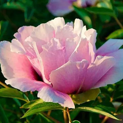 Пион ВРАТА ХРАМА древовидный   Пион ВРАТА ХРАМА древовидный  в Якутске