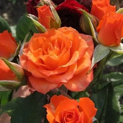 Саженцы роз АЛЕГРИЯ спрей  Саженцы роз АЛЕГРИЯ спрей в Якутске