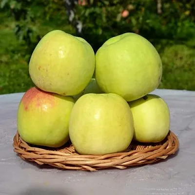 Яблоня БИРСКОЕ ГРУШЕВОЕ (БИЧИК)  Яблоня БИРСКОЕ ГРУШЕВОЕ (БИЧИК) в Якутске