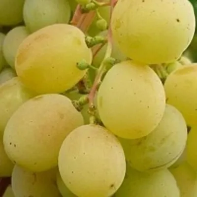 Виноград ТАЛИСМАН в Якутске