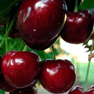 Черешня ВАСИЛИСА  Черешня ВАСИЛИСА в Якутске