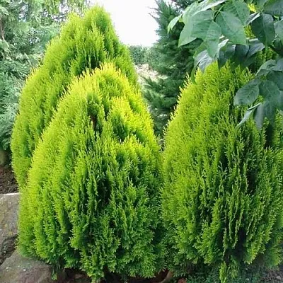Туя восточная  Туя восточная в Якутске
