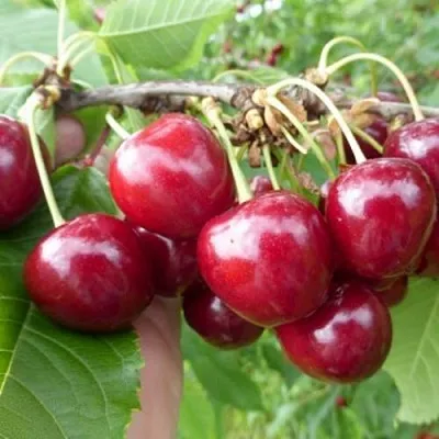 Вишня КОЛОННОВИДНАЯ в Якутске