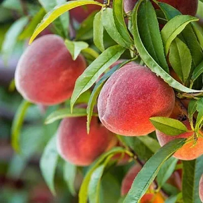 Персик РЭД ХЕВЕН в Якутске