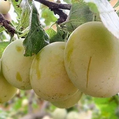 Слива УТРО  Слива УТРО в Якутске