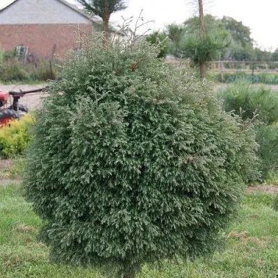 Туя вересковидная  Туя вересковидная в Якутске