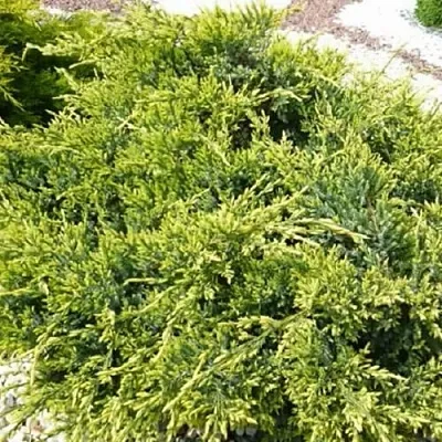 Можжевельник ГОЛД СТАР средний в Якутске