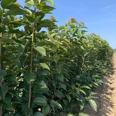 Саженцы оптом Саженцы оптом в Якутске